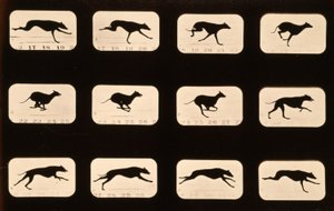 グレイハウンド、「Animal Locomotion」シリーズ、1881年頃 作： Eadweard Muybridge